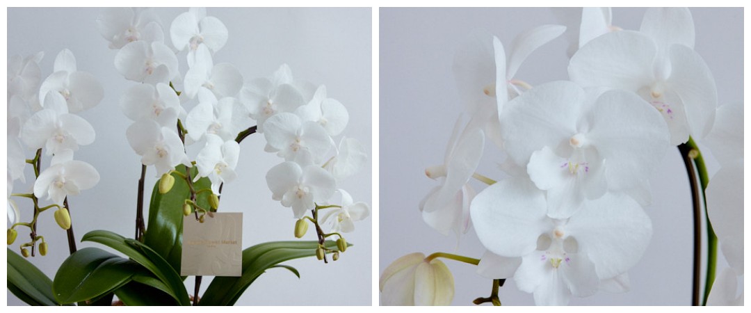 胡蝶蘭をお供えの花として贈る | 青山フラワーマーケット｜花束